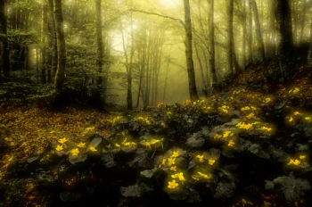 The yellow flowers of the Kaluzhnitsa in the morning mist of a beech forest