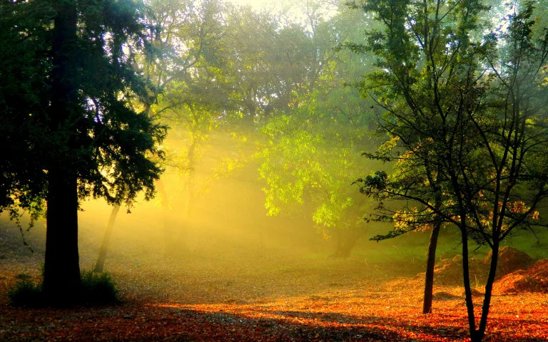golden rays of sunlight in the morning forest, autumn, autumns, fog, forest, forests, landscapes, leaves, foliage, leafage, frondage, morning, sun, sun rays, sunlight, rays, trees, nature