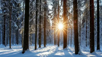 Sunbeams in a snow-covered coniferous forest