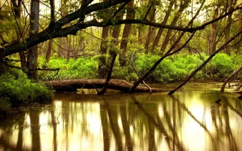 Golden light in the depths of the forest swamp