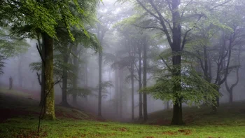Thick morning fog among the beech trees