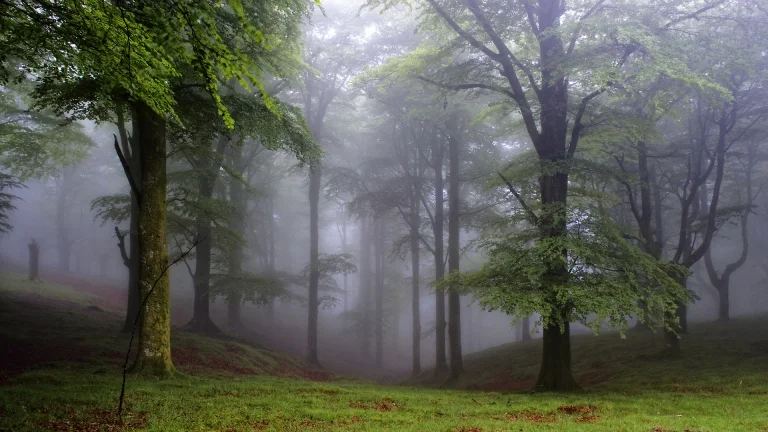 thick morning fog among the beech trees, fog, forest, forests, herb, herbs, lawns, landscapes, leaves, foliage, leafage, frondage, morning, trees, nature