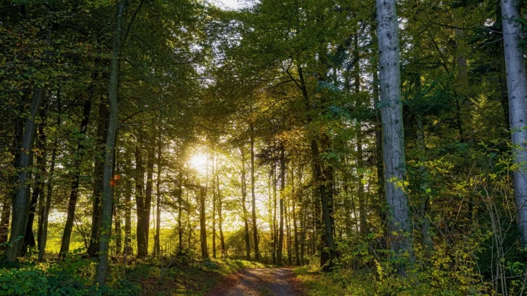 sunbeams filtering through the dense foliage of the trees, forest, forests, leaves, foliage, leafage, frondage, paths, trails, pathways, sun, sun rays, sunlight, rays, trees, nature