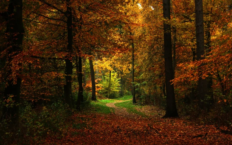 golden light in an autumn forest, autumn, autumns, forest, forests, leaves, foliage, leafage, frondage, parks, national parks, paths, trails, pathways, trees, nature