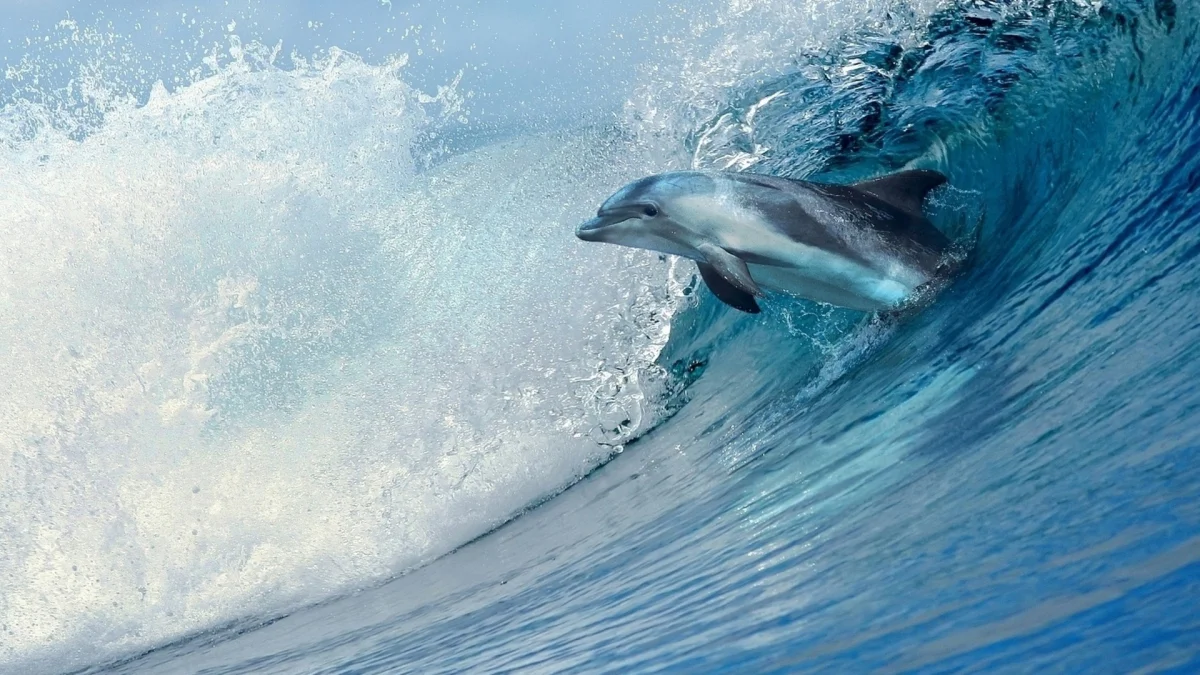 A bottlenose dolphin riding the crest of an ocean wave