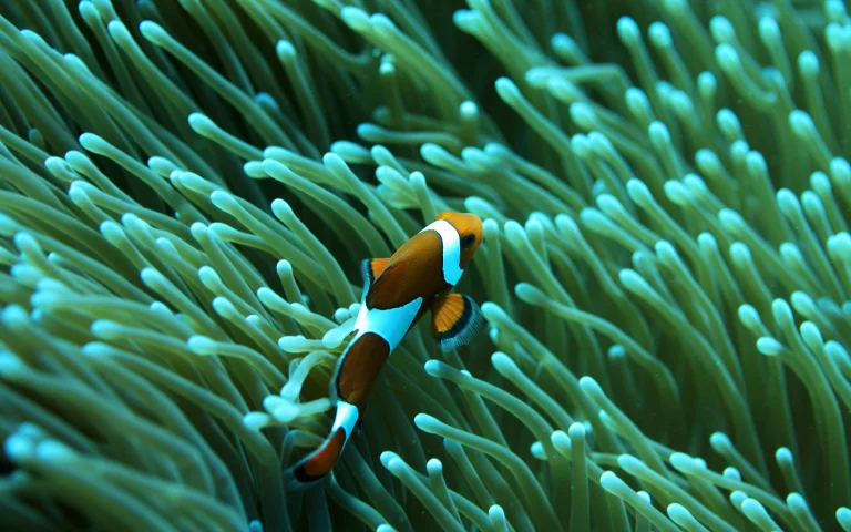 A clownfish among a cluster of sea anemones