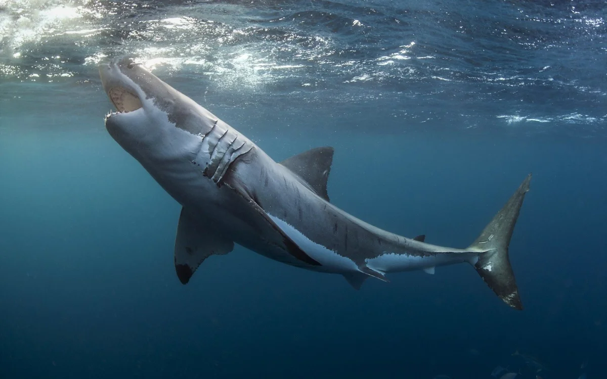 A great white shark in the depths of the ocean