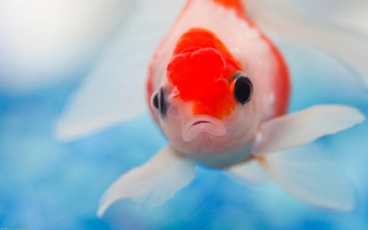 A goldfish in azure water