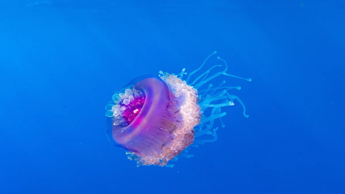 A jellyfish in the water column
