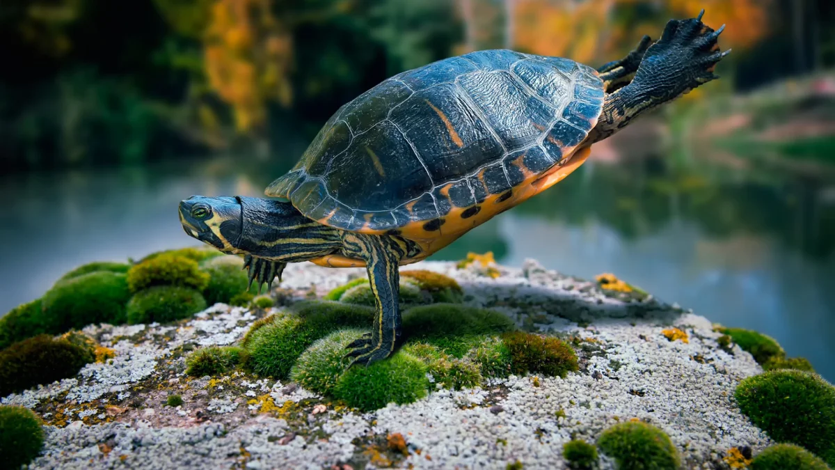 A red-eared slider on a moss-covered rock