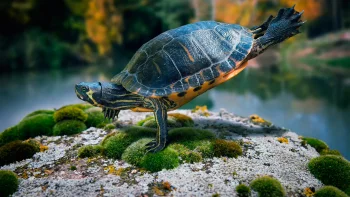 A red-eared slider on a moss-covered rock