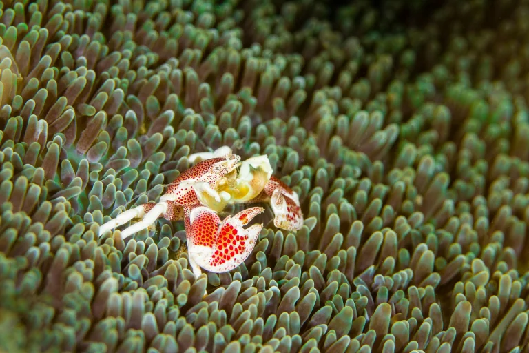 A spotted crab among sea anemones