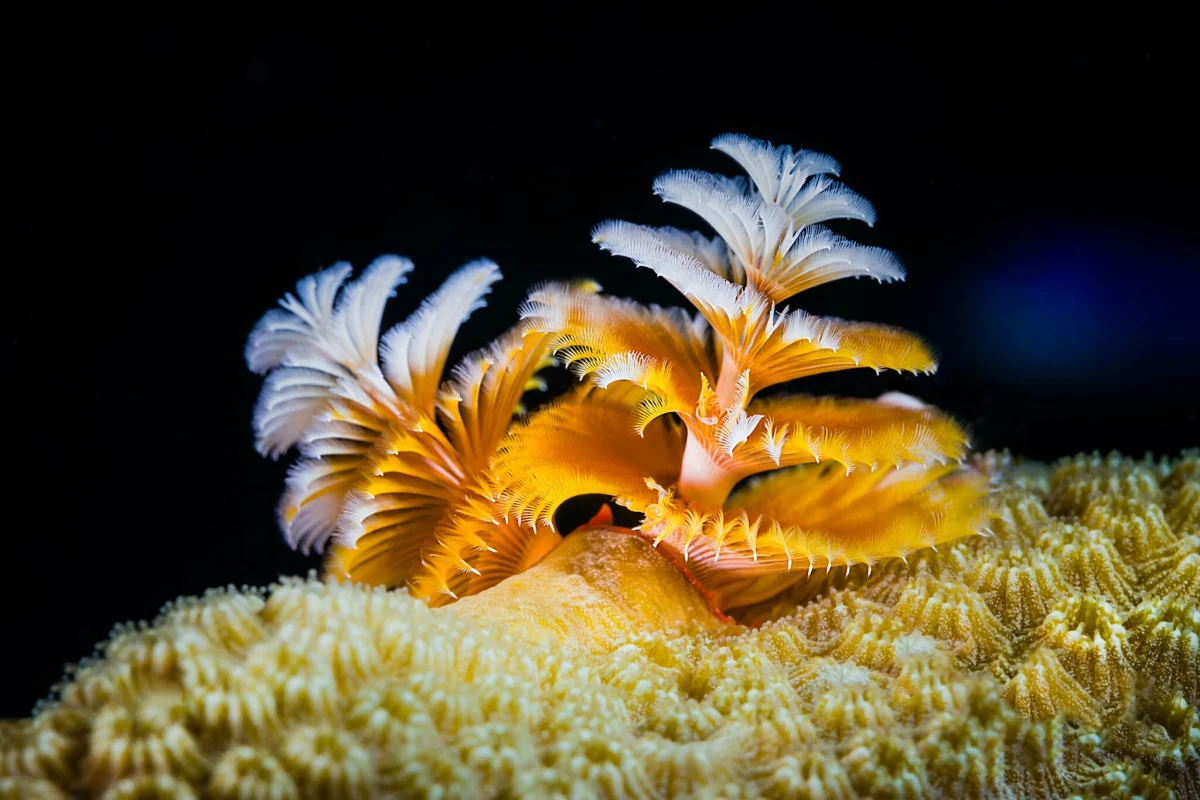 Vibrant spirographs on the surface of a coral reef