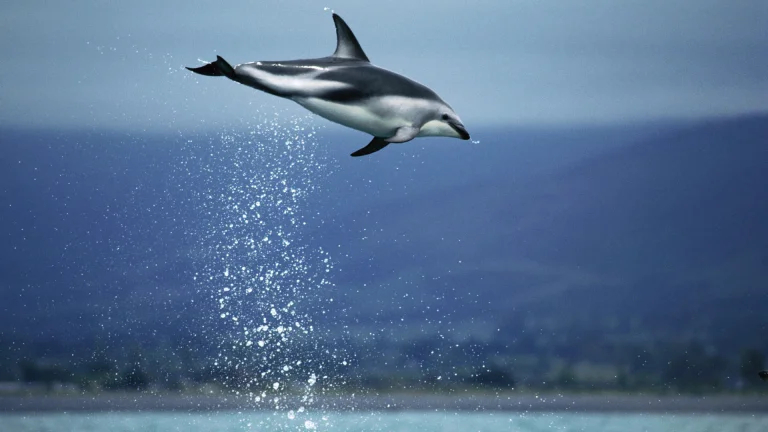 A white-sided dolphin leaping above the surface of the sea