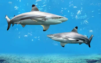 Blacktip reef sharks in the azure depths of the ocean