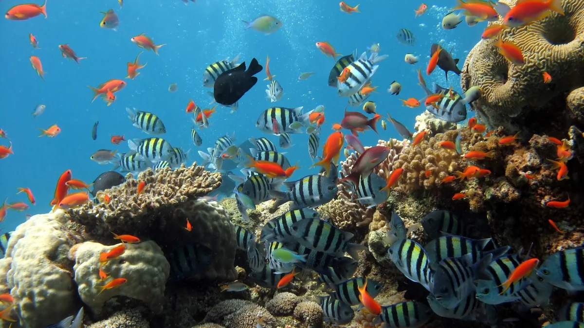 A school of sergeant fish and coral in the Red Sea