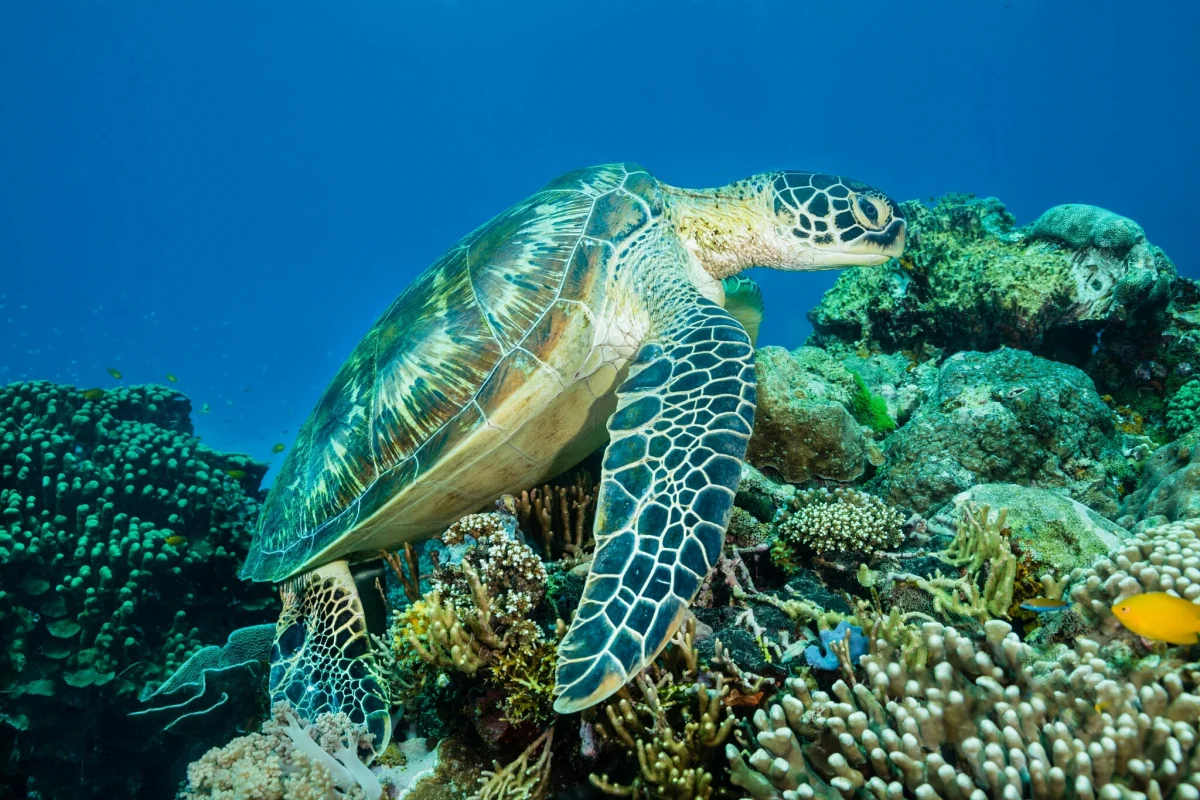 A green sea turtle on the reef