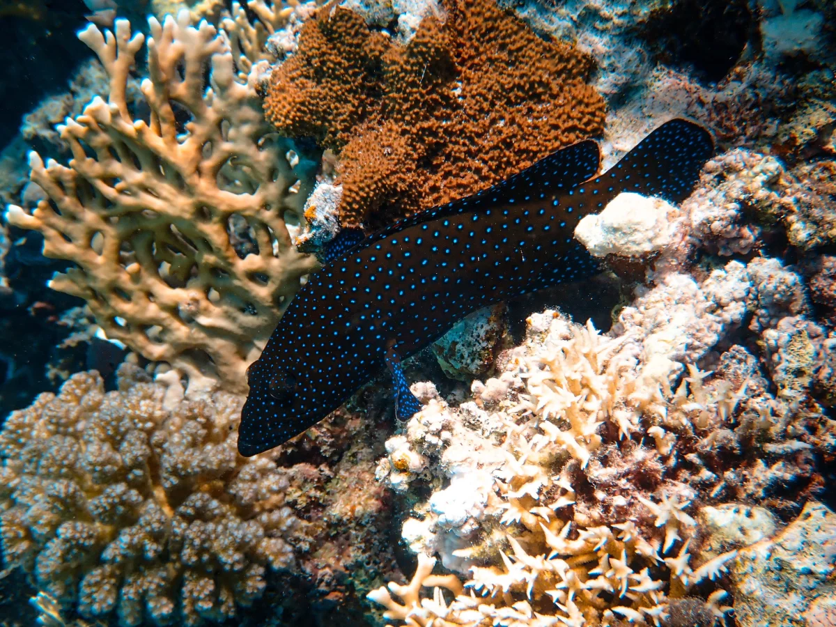 A spotted grouper among the coral reefs