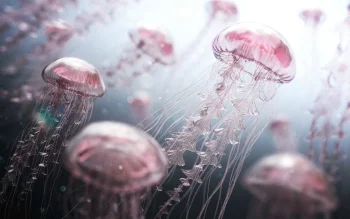 Pink jellyfish in the open water