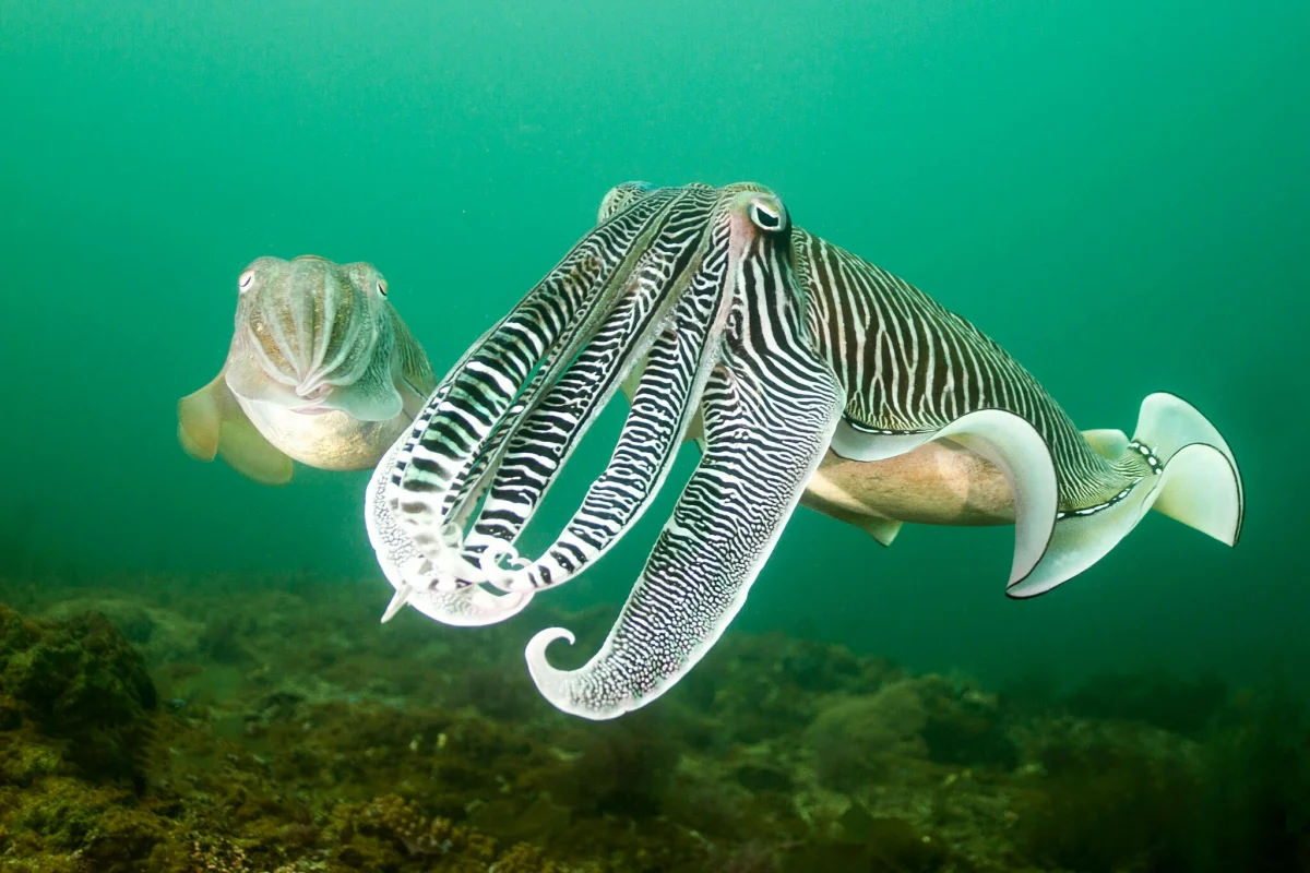 Broad-shouldered cuttlefish in the water column