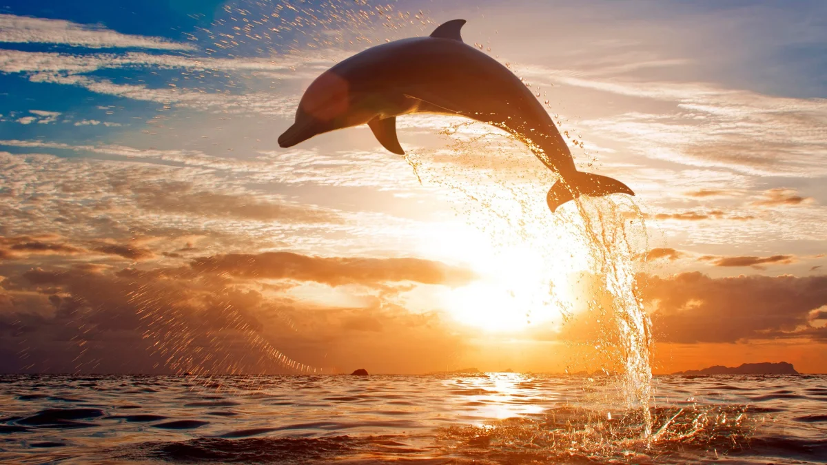 A bottlenose dolphin leaping out of the water