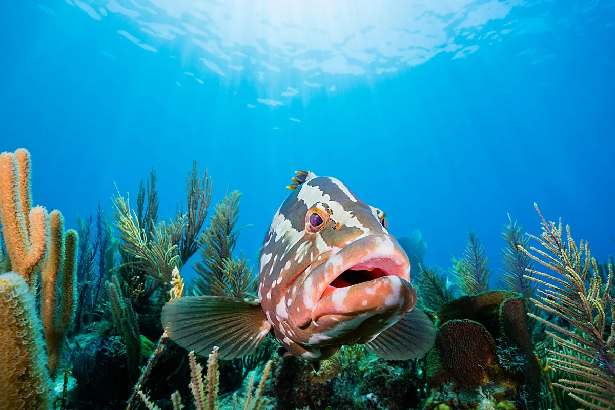 A Nassau grouper among the corals