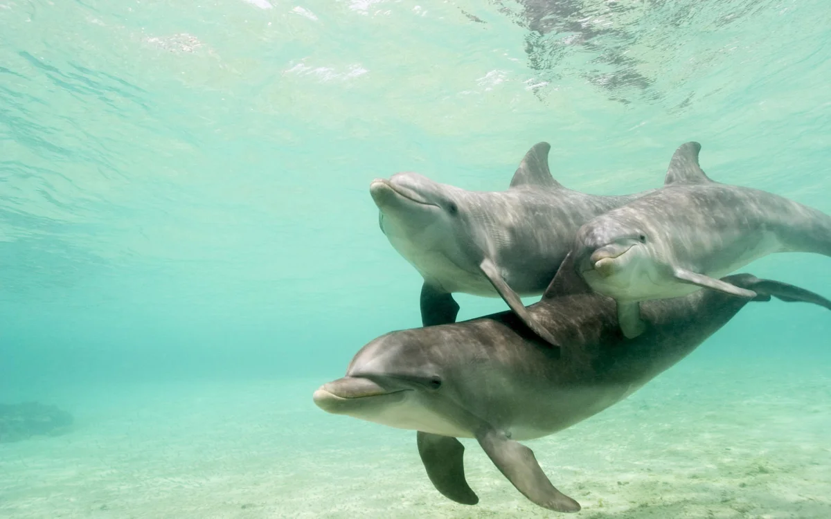 Bottlenose dolphins swimming in the crystal-clear turquoise waters of the ocean
