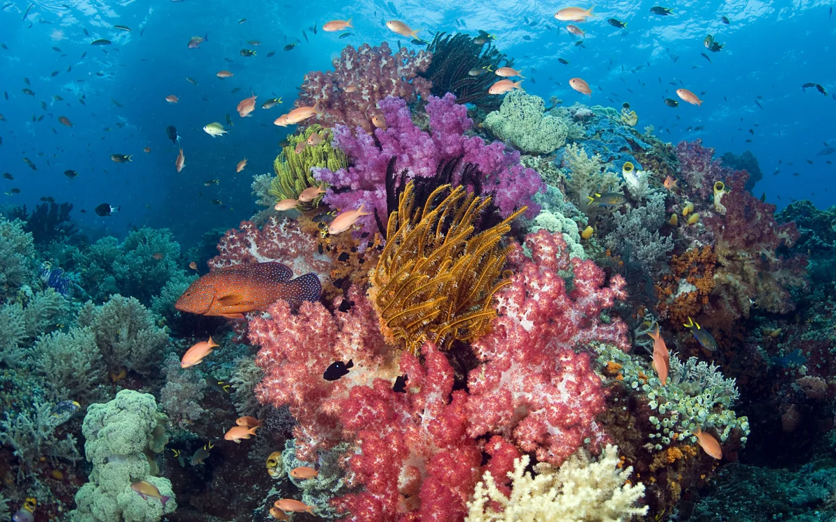 The coral reef in the Raja Ampat Archipelago