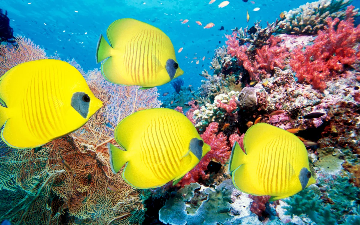 Masked bristlefish near a coral reef