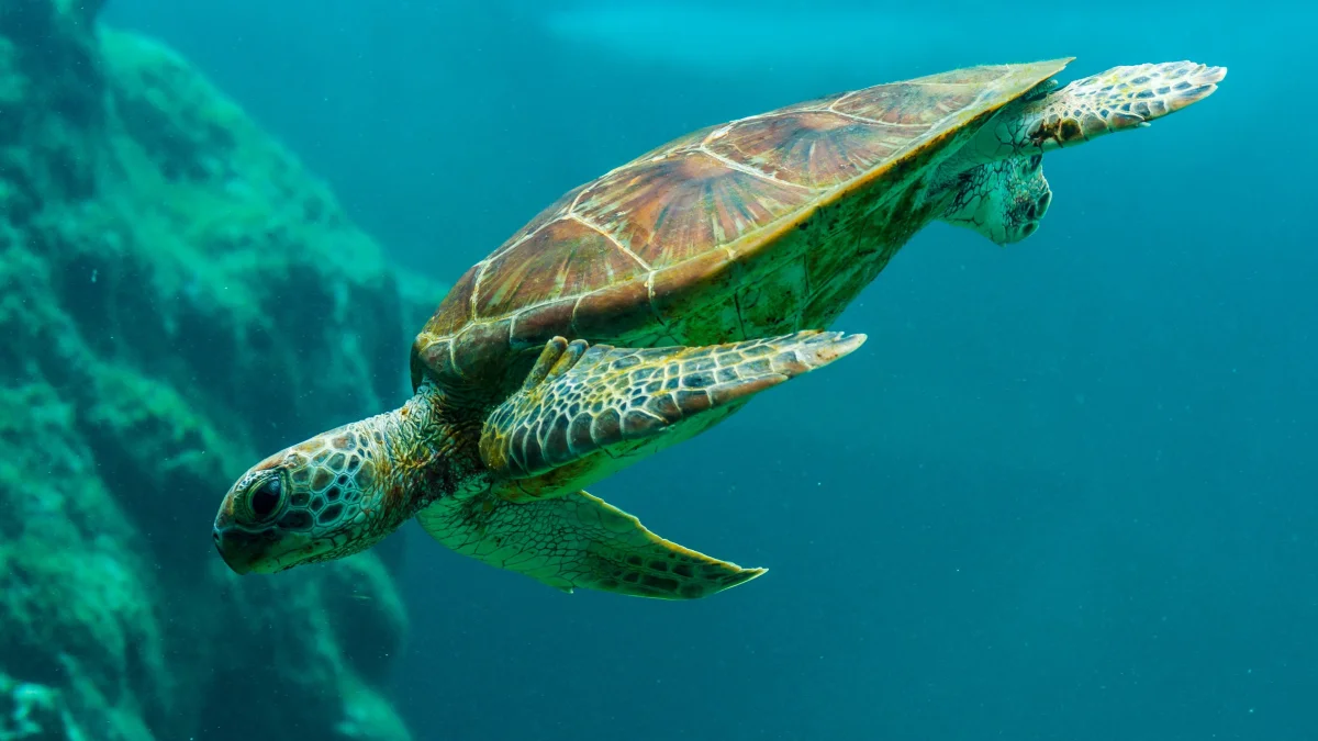 A green sea turtle in the open water