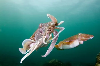 Two cuttlefish in the depths of the turquoise water