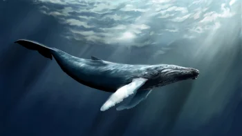 A humpback whale bathed in light beneath the ocean's depths