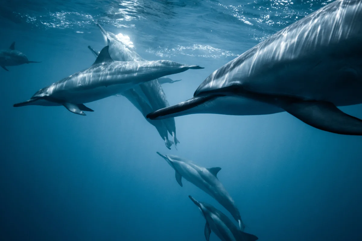 A pod of long-snouted porpoises