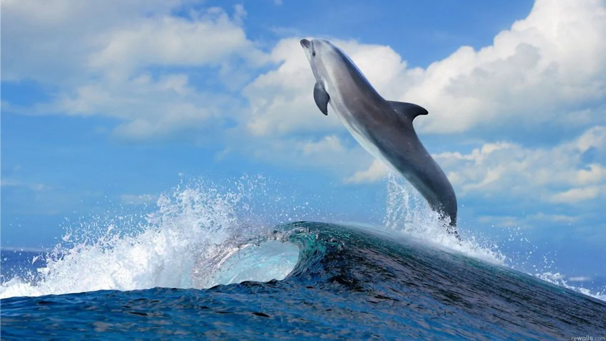 A bottlenose dolphin leaping out of a wave