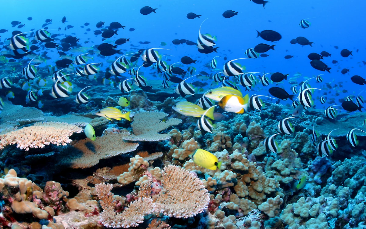 A school of butterflyfish near a coral reef