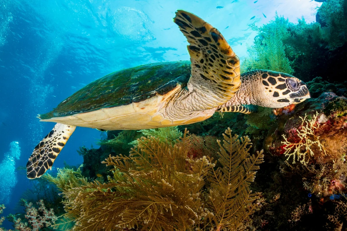 A turtle by a coral reef