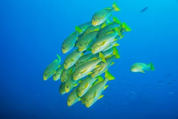 A school of striped fish in the depths of the ocean