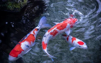 Brightly colored koi carp in the clear water of the pond
