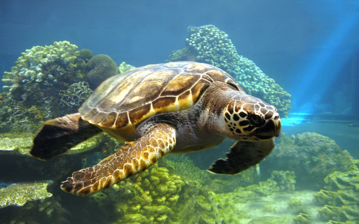 A green sea turtle among the coral reefs