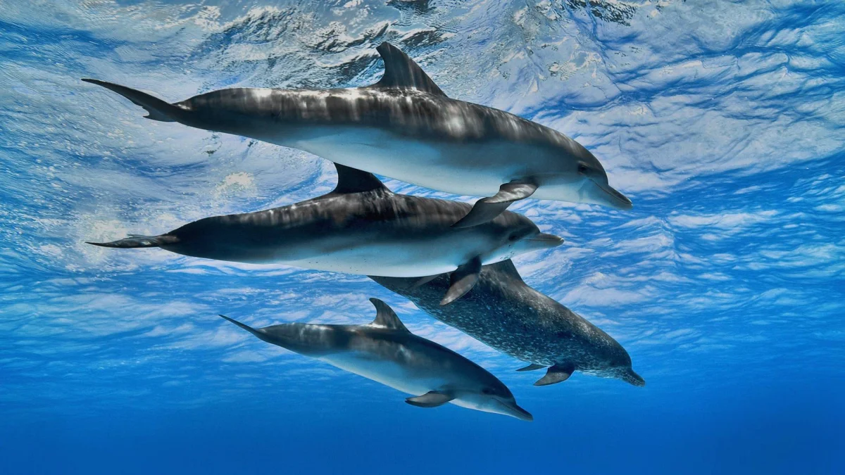 A pod of dolphins in the crystal-clear waters of the ocean