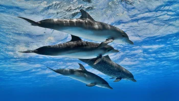 A pod of dolphins in the crystal-clear waters of the ocean