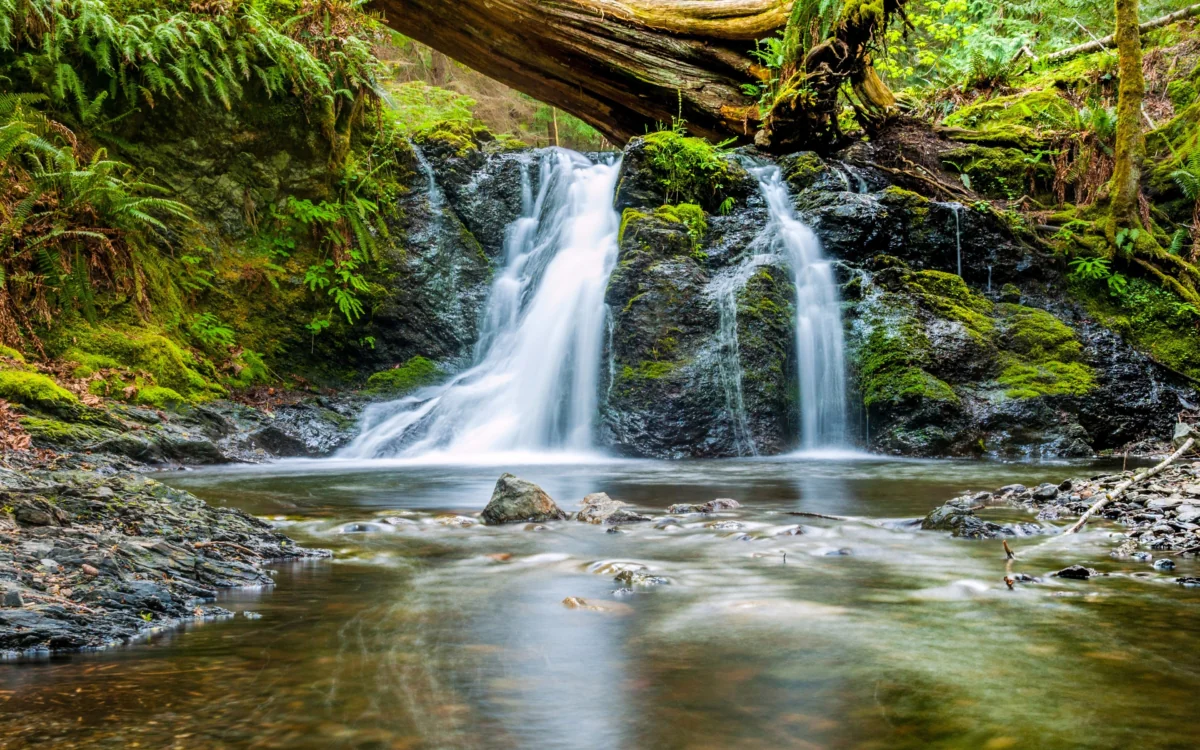 A forest waterfall surrounded by moss-covered rocks and ferns