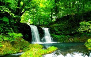 A forest waterfall surrounded by lush greenery