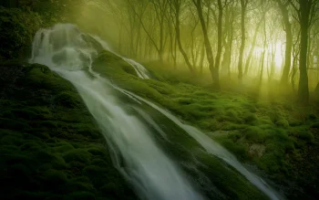 Streams of water amid the morning mist in a green forest