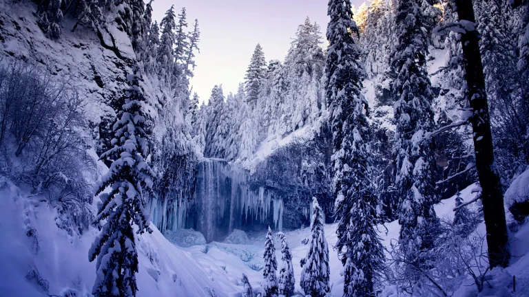 a frozen stream among snow-covered fir trees in a winter forest, tamanawas (oregon, u.s.), fir trees, coniferous trees, forest, forests, freezing temperatures, ice, ices, icicles, landscapes, oregon, snow, usa, united states, waterfalls, winter, winters, nature