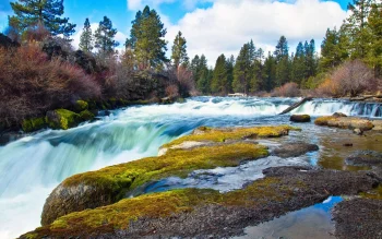 The rushing waters of the Deshut River, surrounded by a coniferous forest