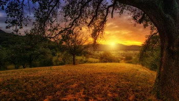 trees in the black forest valley, germany, the black forest valley, landscapes, mountains, peaks, hills, sunsets, sunset, trees, nature