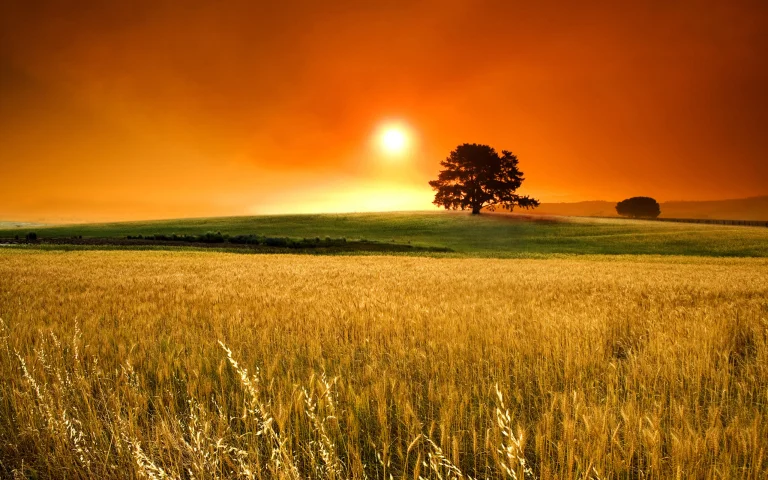 A Tree in a Wheat Field