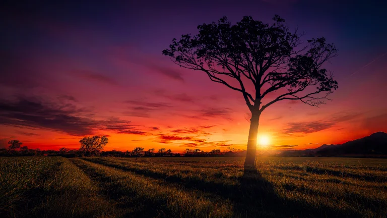 A lone tree in a field