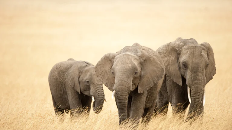 a family of african elephants walking across the sun-scorched, africa, elephants, herb, herbs, lawns, animals, fauna
